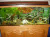 FishTank_Nov02.jpg (101548 bytes)